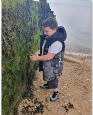 a child on the beach inspecting seaweed on a breakwater