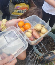 an open plastic box with oranges and potatoes